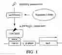 Fig. 02 - Gene screening method using nuclear receptor