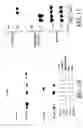 Fig. 10 - Gene screening method using nuclear receptor