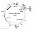 Fig. 03 - Compositions and methods for protein isolation