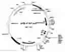 Fig. 04 - Compositions and methods for protein isolation