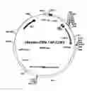 Fig. 06 - Compositions and methods for protein isolation