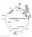 Fig. 07 - Compositions and methods for protein isolation