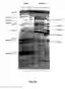 Fig. 100 - Nucleic acid detection kits