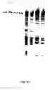 Fig. 115 - Nucleic acid detection kits