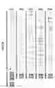 Fig. 12 - Nucleic acid detection kits