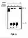 Fig. 19 - Nucleic acid detection kits