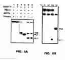 Fig. 20 - Nucleic acid detection kits