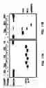 Fig. 22 - Nucleic acid detection kits