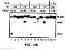 Fig. 24 - Nucleic acid detection kits