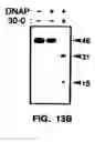 Fig. 26 - Nucleic acid detection kits