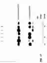 Fig. 31 - Nucleic acid detection kits