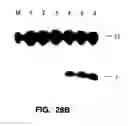 Fig. 45 - Nucleic acid detection kits