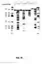 Fig. 48 - Nucleic acid detection kits