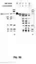 Fig. 53 - Nucleic acid detection kits