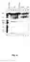 Fig. 58 - Nucleic acid detection kits