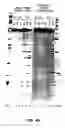 Fig. 63 - Nucleic acid detection kits