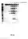 Fig. 82 - Nucleic acid detection kits