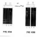 Fig. 84 - Nucleic acid detection kits