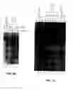 Fig. 87 - Nucleic acid detection kits