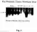 Fig. 04 - Secreted factors