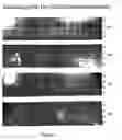 Fig. 10 - Compositions and methods utilizing DNA polymerases