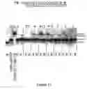 Fig. 15 - Compositions and methods utilizing DNA polymerases