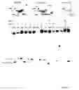 Fig. 08 - Detection of methylated CpG rich sequences diagnostic for malignant cells