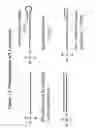 Fig. 13 - RNA interference mediated inhibition of proliferating cell nuclear antigen (PCNA) gene expression using short interfering nucleic acid (siNA)