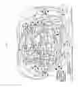 Fig. 19 - Method for studying cellular chronomics and causal relationships of genes using fractal genomics modeling