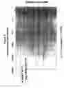 Fig. 06 - Differential enzymatic fragmentation
