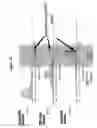 Fig. 13 - Differential enzymatic fragmentation