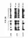Fig. 18 - Identification and functional characterization of a novel ribosomal S6 protein kinase