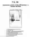 Fig. 19 - Identification and functional characterization of a novel ribosomal S6 protein kinase