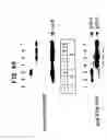 Fig. 20 - Identification and functional characterization of a novel ribosomal S6 protein kinase