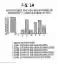 Fig. 22 - Identification and functional characterization of a novel ribosomal S6 protein kinase