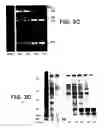 Fig. 10 - Drosophila recombination-associated protein and methods of use