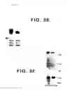 Fig. 11 - Drosophila recombination-associated protein and methods of use