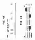 Fig. 12 - Drosophila recombination-associated protein and methods of use