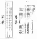 Fig. 13 - Drosophila recombination-associated protein and methods of use