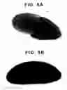 Fig. 14 - Drosophila recombination-associated protein and methods of use