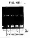 Fig. 18 - Drosophila recombination-associated protein and methods of use