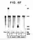 Fig. 19 - Drosophila recombination-associated protein and methods of use