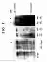Fig. 20 - Drosophila recombination-associated protein and methods of use
