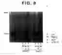 Fig. 21 - Drosophila recombination-associated protein and methods of use
