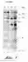 Fig. 22 - Recombinant bHLH-PAS/JHR polypeptide and its use to screen potential insecticides