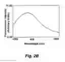 Fig. 06 - Homo-doubly labeled compositions for the detection of enzyme activity in biological samples