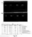 Fig. 22 - Reagents and methods for detecting Neisseria gonorrhoeae