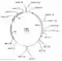 Fig. 01 - Method for cloning and producing the MseI restriction endonuclease
