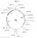 Fig. 02 - Method for cloning and producing the MseI restriction endonuclease