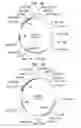 Fig. 03 - Method for cloning and producing the MseI restriction endonuclease
